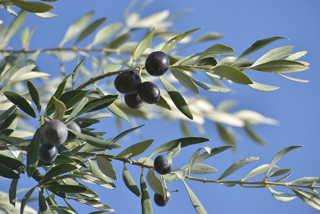 dimanche des rameaux